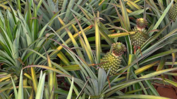 Rijp Ananas Exotisch Fruit Klaar Worden Geoogst Verscheept — Stockvideo