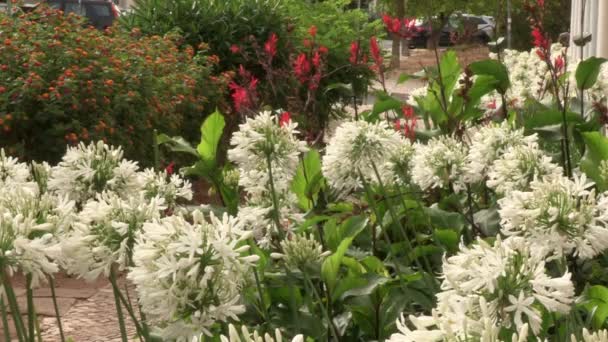 歩道の近所の隣にある小さな庭で 白いニンニク球根の花 ライラックのネギの花 ブッシュランタナと赤いユリがあります 可愛いね — ストック動画