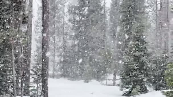 Oregon Winter Wonderland Fuertes Nevadas Bosque Del Noroeste Del Pacífico — Vídeo de stock