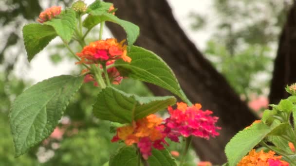 Ένα Μάτσο Λουλούδια Λαντάνα Θάμνων Διαφόρων Χρωμάτων Και Πράσινων Φύλλων — Αρχείο Βίντεο