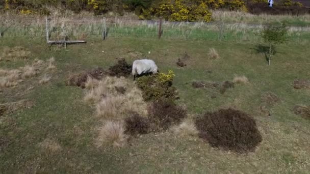 空中的牛在草地上吃草 苏格兰高地的牛 长角和长发 在北纽约摩尔国家公园的开阔牧场上吃草 — 图库视频影像