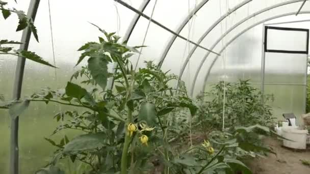 Young Tomatoes Greenhouse Field Lithuania — Stock Video