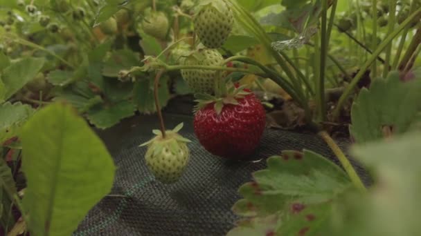Ώριμη Φράουλα Ένα Χωράφι Στη Λιθουανία — Αρχείο Βίντεο