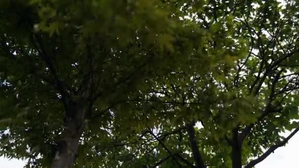 Timelapse Vídeo Árbol Platán Desde Vista Inferior Con Cielo Las — Vídeos de Stock