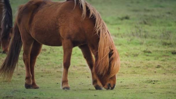 Een Close Van Jonge Bruine Merrie Grazend Een Weelderige Groene — Stockvideo