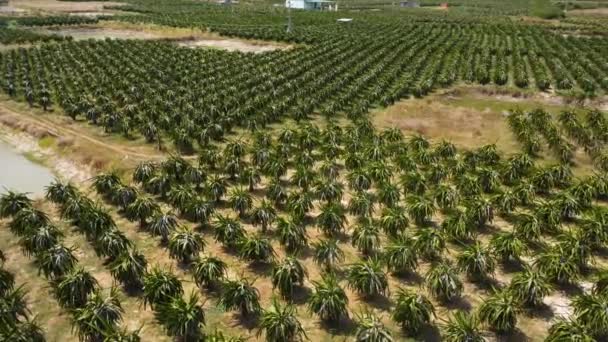 Enorme Groene Plantage Van Drakenfruit Uitzicht Drone Vanuit Lucht — Stockvideo