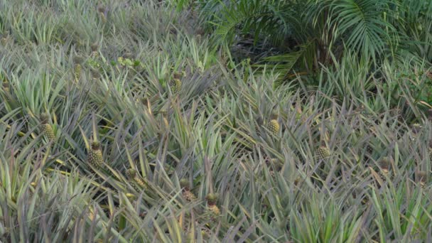 Ananász Trópusi Csemege Egy Gazdaságban Több Érett Gyümölcs Gyümölcsösben — Stock videók