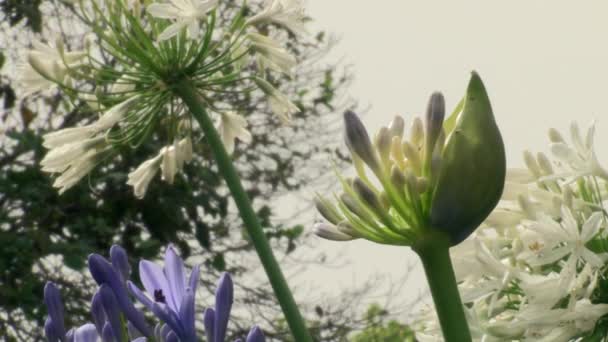Μικρό Λευκό Λουλούδι Λαμπτήρα Σκόρδου Ακόμα Μισό Κλειστό Άλλους Ήδη — Αρχείο Βίντεο