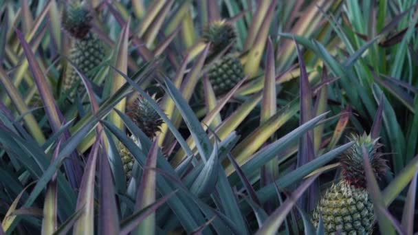 Young Pineapple Growing Colorful Leaves Selecctive Focus Tilt — Video Stock