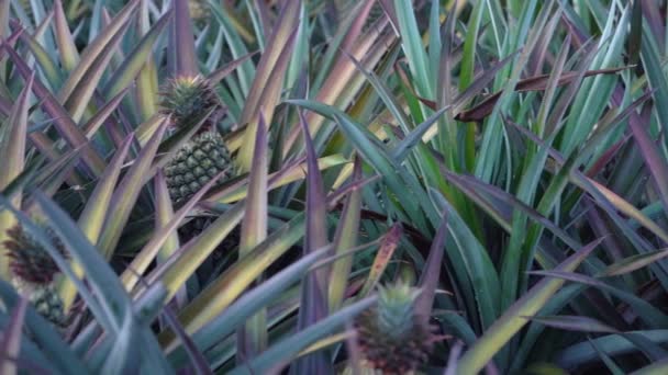 Young Pineapple Growing Colorful Leaves Selecctive Focus Pan Left — Video Stock