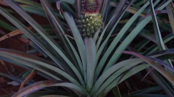 Young Pineapple Growing Selecctive Focus Tilt — Vídeo de stock