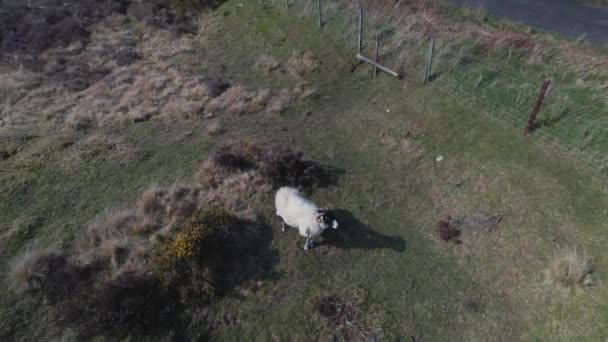 Prise Vue Aérienne Pâturage Bétail Dans Parc National Goathland North — Video