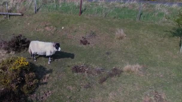 Prise Vue Aérienne Pâturage Bétail Dans Parc National Goathland North — Video