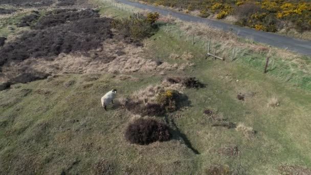 Letecký Záběr Pasoucích Dobytka Goathlandu Národní Park Severní York Moors — Stock video