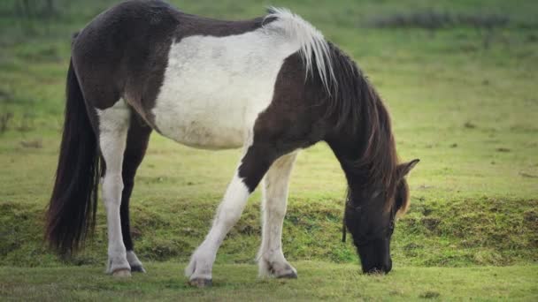 Black White Horse Grazing Lush Green Pasture Moving Graciously Slow — Stock Video