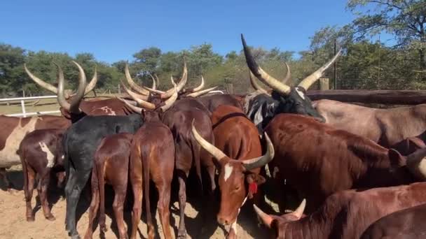 Paralaksa Zbliżenie Wielu Pojedynczych Krów Watusi Razem Farmie Afrykańskiej — Wideo stockowe