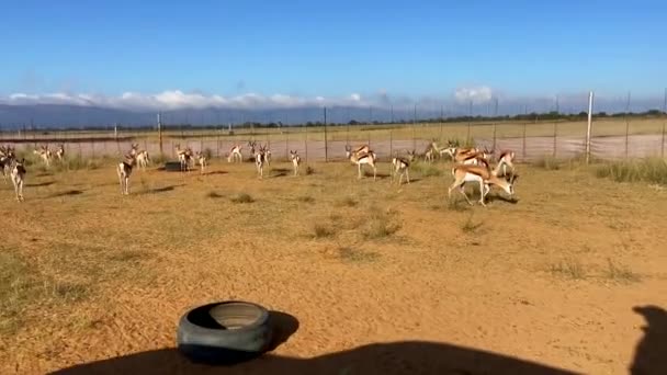 Herd Van Springbok Antilopen Afrikaanse Wildreservaat Boma Dolly Schot Uit — Stockvideo