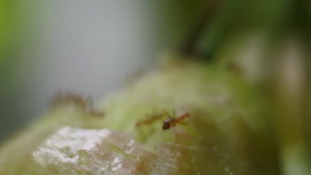 Dutzende Rangrang Ameisen Oder Venusmuscheln Oecophylla Beißen Zusammen Guaven Teamarbeit — Stockvideo