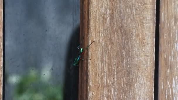 Voar Vídeos Mosca Move Suas Asas Quando Pousa Parede Imagens — Vídeo de Stock