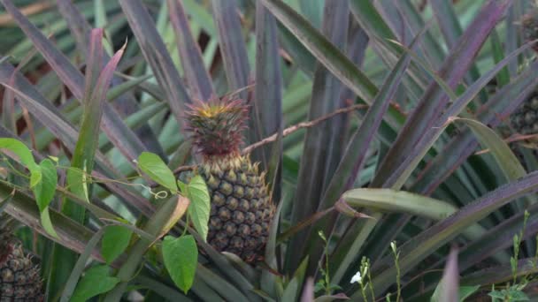 Biological Organic Pineapple Harvested — Vídeo de Stock