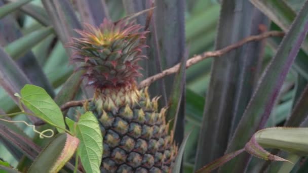 Tropikal Ülke Deki Ananas Sahası Yaklaşın — Stok video