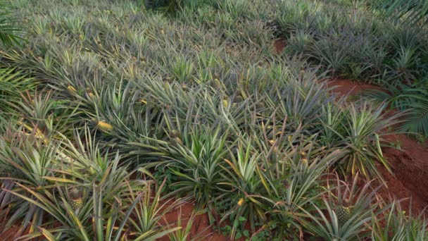 Campo Ananas Ricco Suolo Rosso Ossidato Static Top View — Video Stock