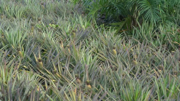 Delicias Tropicales Piña Una Granja Múltiples Frutas Maduras Huerto — Vídeos de Stock