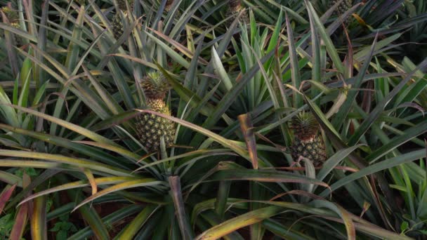 Static Shot Beautiful Juicy Pineapple Field Color Variation — Video