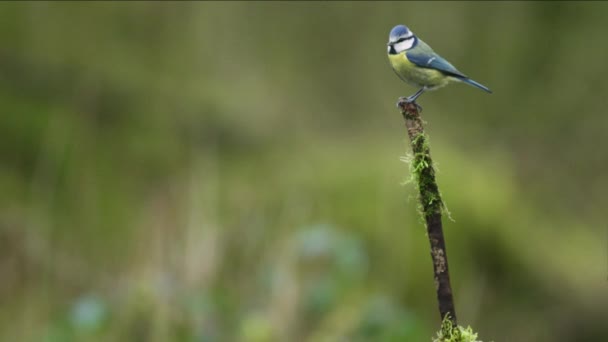 Eurasian Blue Tit Flies Perches Top Mossy Branch Bird Looks — стокове відео