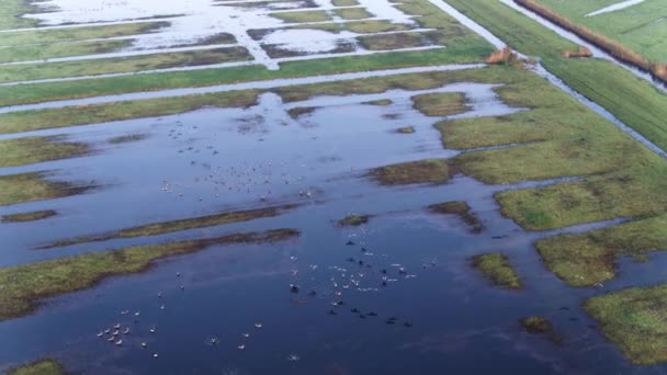 Flock Birds Land Flooded Farmlands Netherlands — Stockvideo