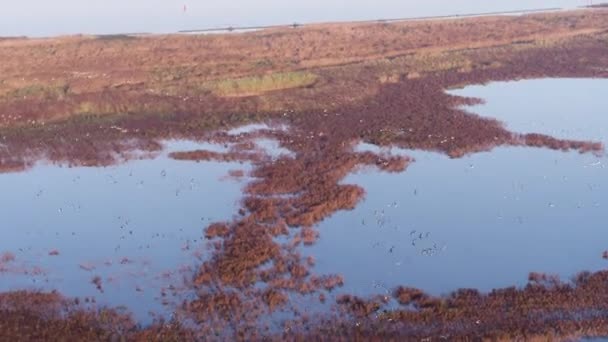 オランダの洪水農地に沿って一緒に飛んでいる大きな鳥のコロニーを追跡するドローン — ストック動画