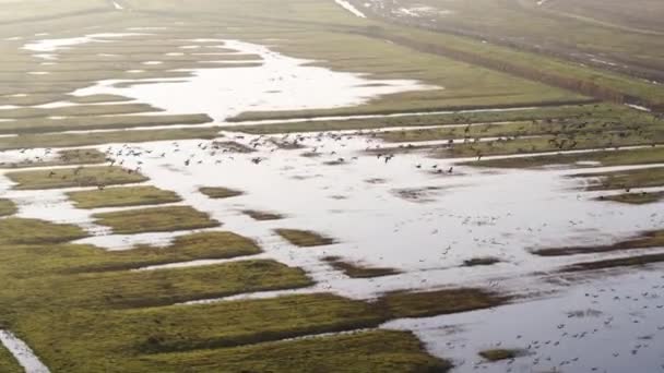 Большое Стадо Птиц Пролетает Над Затопленными Сельхозугодьями Дельты Реки Нидерландах — стоковое видео