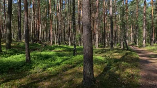 Kampinos Forest Spring Kampinoski National Park Warsaw Masovia Poland Panning — Stockvideo