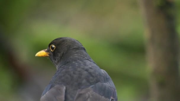 Κοινό Blackbird Turdus Merula Στηρίζεται Ένα Κλαδί Ένα Δάσος — Αρχείο Βίντεο
