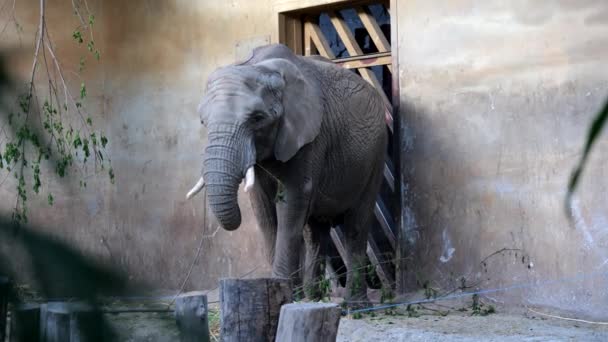 Warsaw Poland Circa May 2022 African Bush Elephant Loxodonta Africana — 图库视频影像