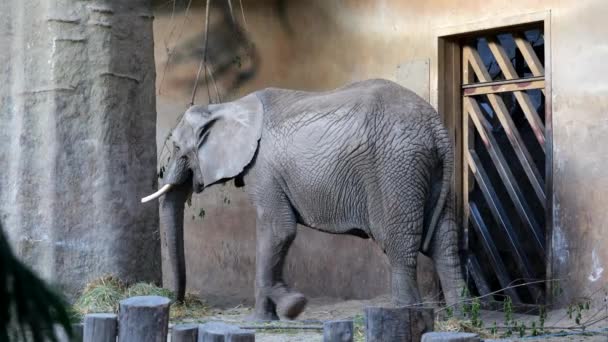 Warschau Polen Mai 2022 Afrikanischer Buschelefant Loxodonta Africana Knochenhaueri Frisst — Stockvideo