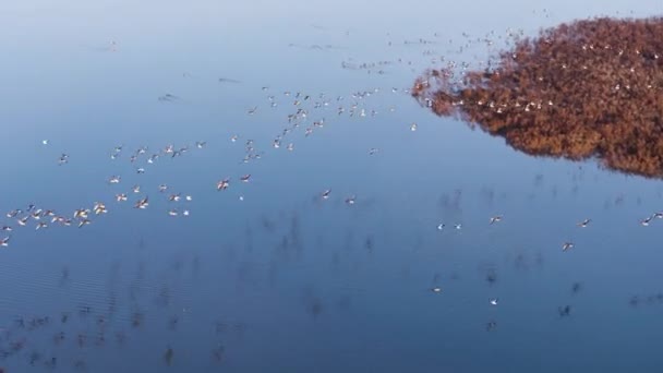 Large Flock Birds Flying Low River Delta Flooded Farmland Drone — Stockvideo