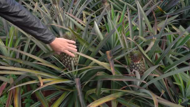 Kaukaski Rolnik Sprawdzić Ananas Crop Static Shot — Wideo stockowe