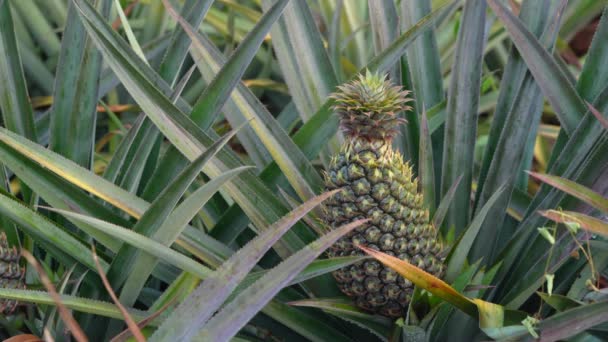 Ready Harvested Pineapple Growing Tropical Crop Static Crop — Video
