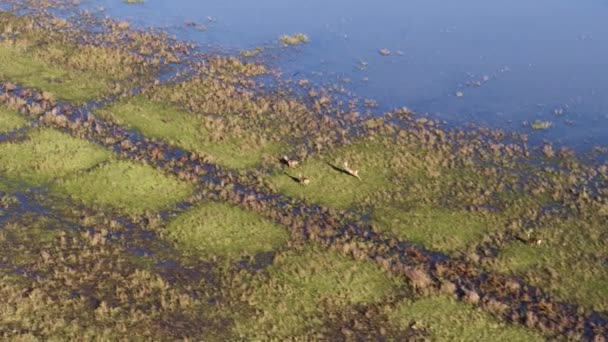 空中ドローンショットは オランダの湿地や浸水した牧草地を駆け抜ける際に Roe Deerの群れに続きます — ストック動画