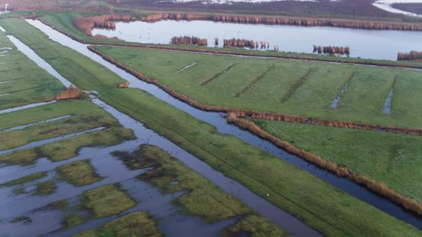 Riesige Vogelschar Fliegt Über Überflutetes Ackerland Den Niederlanden — Stockvideo