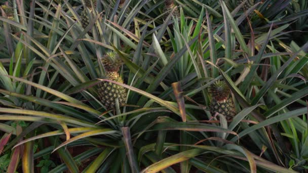 Pineapples Growing Plantations Pineapple Production — Stockvideo