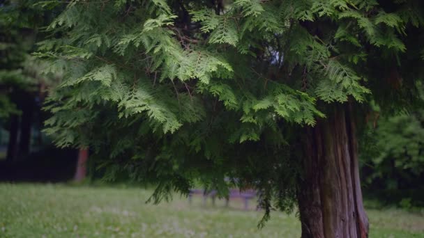 Árvores Floresta Por Dia Verão — Vídeo de Stock