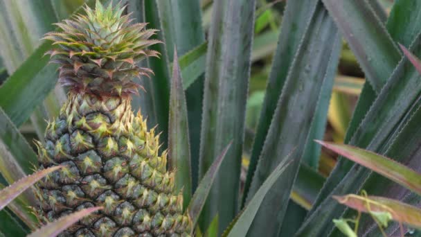 Ripe Pineapple Growing Tropical Crop Static Close — Stock Video
