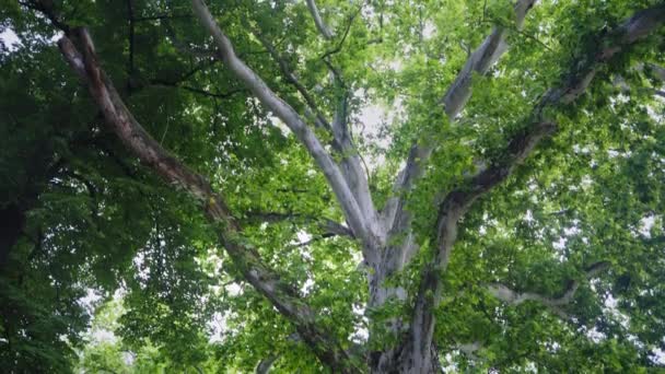 Bäume Wald Sommertagen — Stockvideo