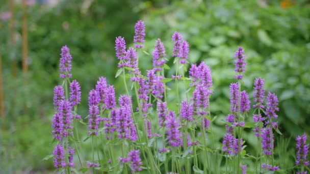 Belles Fleurs Roses Printanières Dans Vent — Video