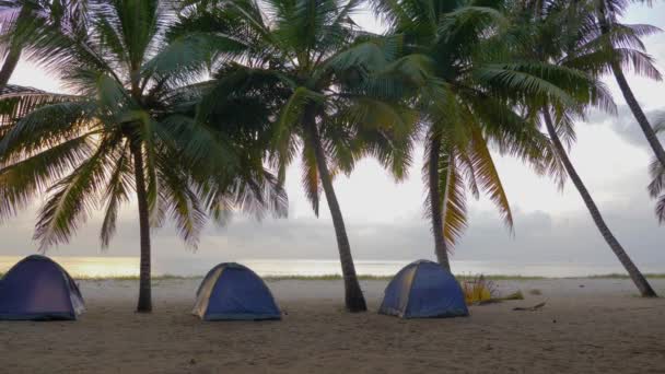 ビーチキャンプ場のヤシの木の下にある3つのキャンプテント — ストック動画
