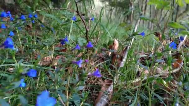 Campo Cubierto Con Flor Silvestre Ruellia Tuberosa Sus Flores Que — Vídeos de Stock