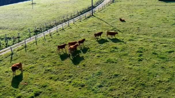 Ganado Orgánico Amanecer Prado Hierba Con Camino Tierra Protegido Con — Vídeos de Stock