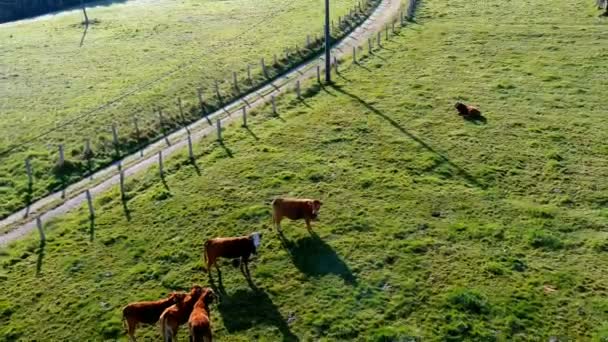 Organic Cattle Dawn Grass Meadow Dirt Road Protected Fence Cows — Vídeos de Stock